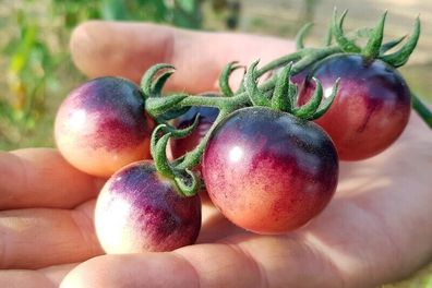 Tomate Painted Pink 5+ Samen - Seeds - samenfeste Kirschtomate P 568