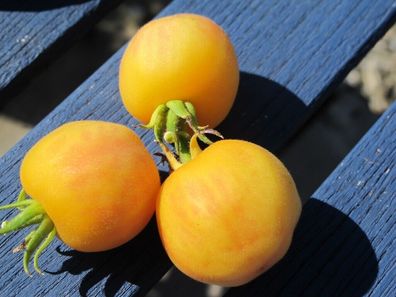 Tomate Fuzzy Peach 5+ Samen - Seeds - samenfeste Stabtomate P 563