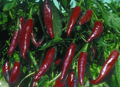 Kalocsai csípös Gewürzpaprika Chili 5+ Samen Original Ungarische Scharfe Ch 007