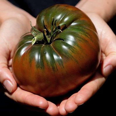 Tomate BLACK KRIM - Schwarze Tomato 5+ Samen - Seeds- Graines - RIESEN! P 048