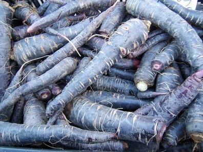 Schwarze Spanische Möhre - Black Carrot 25+ Samen GESUND und Extravagant! R 002