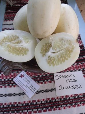 Dragons Egg Gurke - Cucumber - 5+ Samen - Wunderbar und FEIN! Cu 034