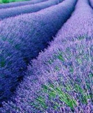 50 Echter Lavendel - Lavendula angustifolia Munstead winterhart Heilpflanze