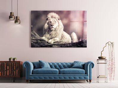 Wandbild weißer Löwe Tier Leinwand , Acrylglas , Poster Modern Deko Kunst