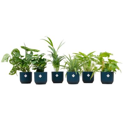 Überraschungskiste mit 6 Zimmerpflanzen inklusive Topf (In 7 Farben) - Höhe: 20-40cm