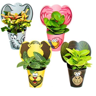 Exotenherz - lustiges Zimmerpflanzen Set "Animals" - 4 Pflanzen mit Tieren - ...