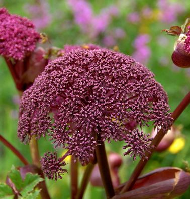 Rote Engelwurz - Angelica gigas