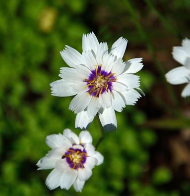 weiße Rasselblume - Catananche caerulea
