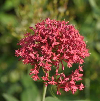 Spornblume Coccineus - Centranthus ruber