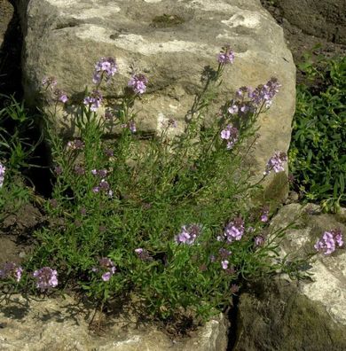 Steintäschel Warley Rose - Aethionema armenum