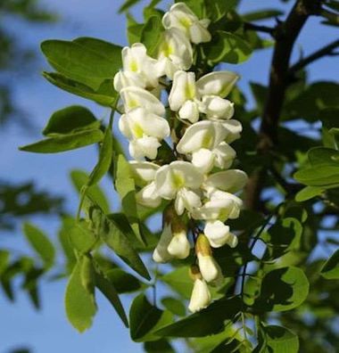 Korkenzieher-Robinie 80-100cm - Robinia pseudoacacia