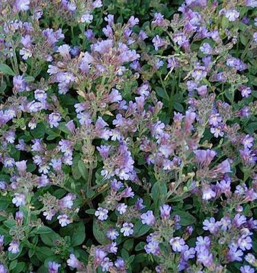 Garten Schein Löwenmaul Blue Dream - Chaenarrhinum origanifolium