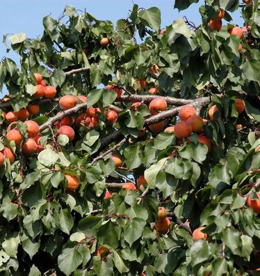 Aprikose Temporao de Villa Franca 60-80cm - Prunus armeniaca