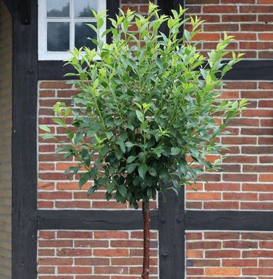Hochstamm Kugel Robinie Umbraculifera 125-150cm - Robinia pseudoacacia