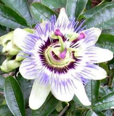 Passionsblume - Passiflora caerulea