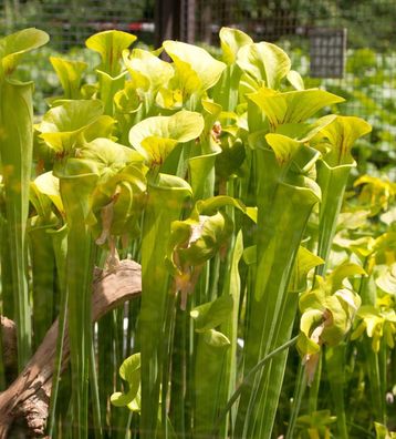 Gelbe Schlauchpflanze - fleischfressende Pflanze - Sarracenia flava