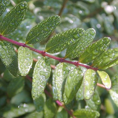Schmalblättrige Steinlinde 20-30cm - Phillyrea angustifolia