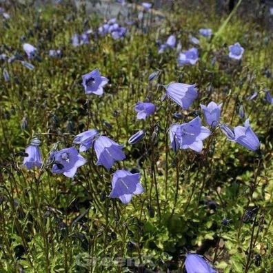Zwergglockenblume Bavaria Blue - Campanula cochleariifolia