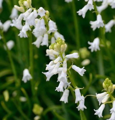 Glockenblaustern White City - Hyacinthoides hispanica