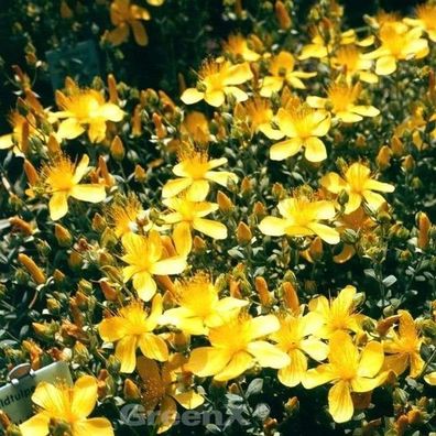 Polster Johanniskraut Grandiflorum - Hypericum polyphyllum
