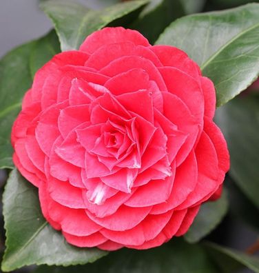 Kamelie Lady Campbell 40-60cm - Camellia japonica