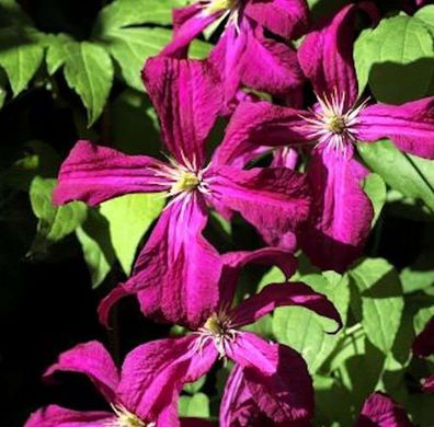 Waldrebe Gipsy Queen 60-80cm - Clematis