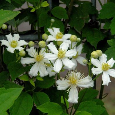 Waldrebe Paul Farges 100-125cm - Clematis fargesioides