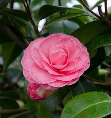 Kamelie Mary Pink Icicle 60-80cm - Camellia japonica