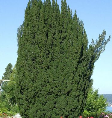 Grüne Säuleneibe 100-125cm - Taxus baccata Fastigiata