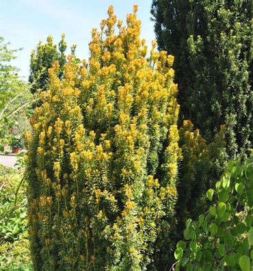 Eibe Germers Gold 20-25cm - Taxus baccata