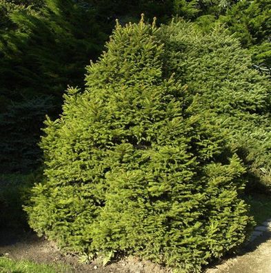 Gnomfichte 20-25cm - Picea abies