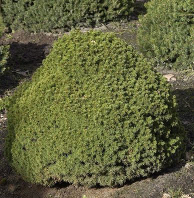 Kugelfichte Alberta Globe 15-20cm - Picea glauca