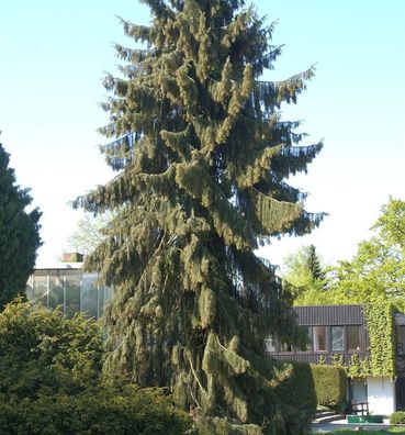 Mähnenfichte 30-40cm - Picea breweriana