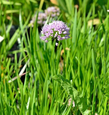 Berglauch Millenium® - Allium senescens