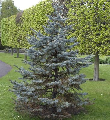Silberfichte Blaufichte Hoopsii 70-80cm - Picea pungens