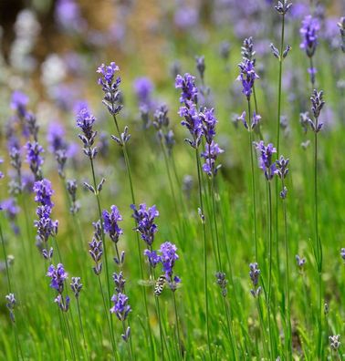 Echter Lavendel Dwaf Blue - Lavandula angustifolia