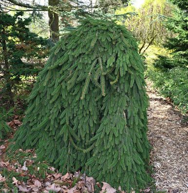 Trauer Hängefichte 30-40cm - Picea abies Inversa