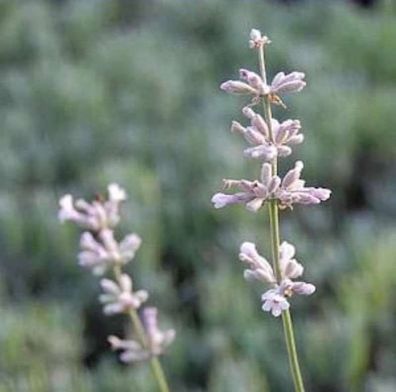 Echter Lavendel Siesta - Lavandula angustifolia