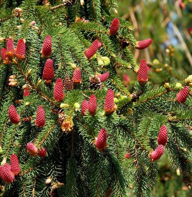 Zapfenfichte Acrocona 30-40cm - Picea abies