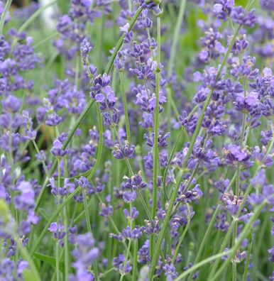 Echter Lavendel Peter Pan - Lavandula angustifolia