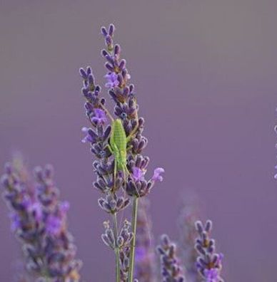 Lavendel Essence Purple - Lavandula intermedia