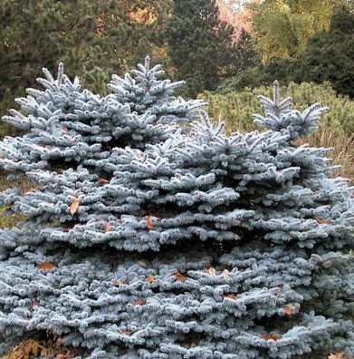 Zwergblaufichte 20-25cm - Picea pungens