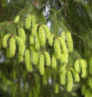 Gelbe Fichte 60-70cm - Picea abies Aurea