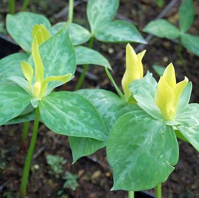 Gelbe Waldlilie - Dreiblatt - Trillium luteum