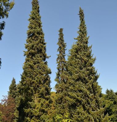 Serbische Fichte 40-60cm - Picea omorika