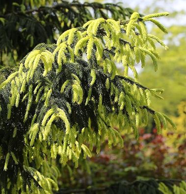 Kaukasus Fichte Aurea 70-80cm - Picea orientalis Aurea