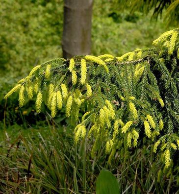 Orientalische Goldfichte 50-60cm - Picea orientalis Aurea