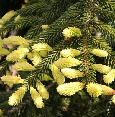 Kompakte Orientalische Goldfichte 50-60cm - Picea orientalis