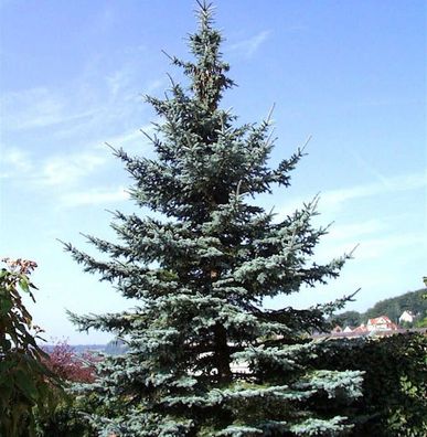 Blaufichte Koster 80-100cm - Picea pungens