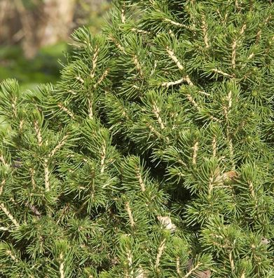 Hochstamm Zwerg Fichte Tompa 40-60cm - Picea abies